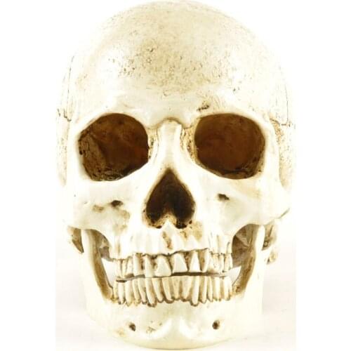 White Head Skull Head Model Replica Medical Realistic Life size 1:1 Emulate Resin Crafts Skull For Decorative
