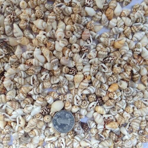 250pcs/lot Natural Mini Sea Shell small sea conch for DIY home decoration Aquarium Supplies Natural shells conch DIY