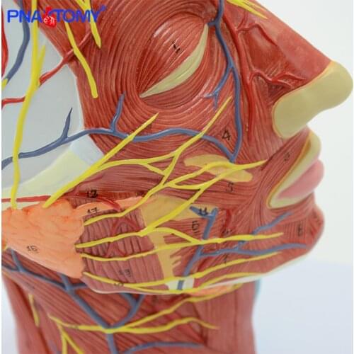 Human Head with Muscle and Nerve Blood Vessel Brain Anatomy Oral Cavity Throat Anatomical Model Skull Face Muscle Life Size