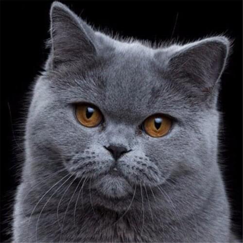 Animal Cat DIY Embroidery Cross Stitch 11CT Kits Craft Needlework Set Printed Canvas Cotton Thread Home Dropshipping