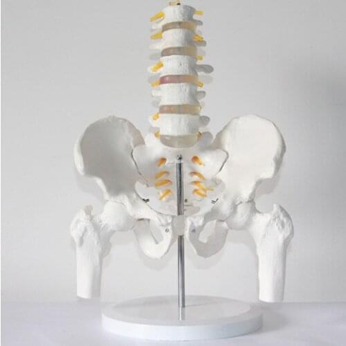 Five section lumbar spine model human skeleton model with pelvis spine Lumbar disc disease model