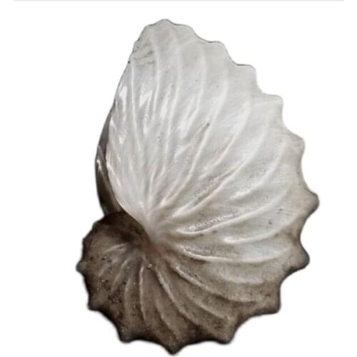 4cm Natural conch shells and coral flat boat octopus squid wide ship rudder roll shell ornaments gift collection Coral Sea Star