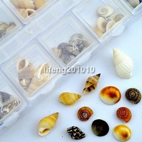 Small Natural Nail Shell Conch For Acrylic Nail Art Tips Design Decoration tool Cell Phone Case Supplies Accessories