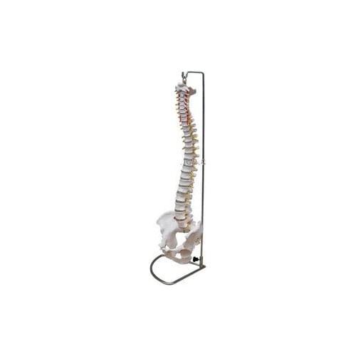 Human model life size adult belt cervical spine model skeleton model
