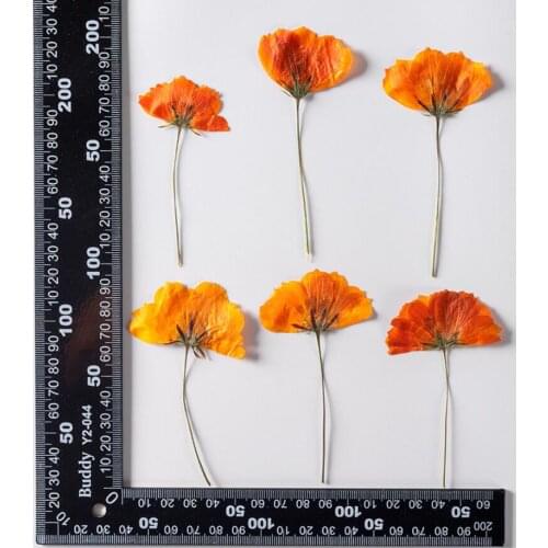 60pcs Pressed Dried Flower Side Cosmos sulphureus Plants Herbarium For Epoxy Resin Jewelry Making Face Makeup Nail Art Craft DIY