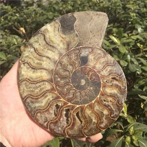 Natural Split Ammonite Fossil Specimen Ammolite Ocean Animal Snail Conch Madagascar Original Specimen Mineral