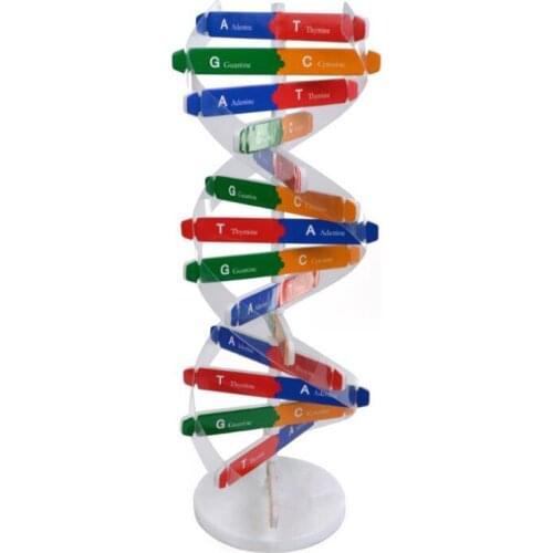 Best Sale DIY Human Genes DNA Models Double Helix Science Popularization Teaching Aids Science Tools Learning Education Toy