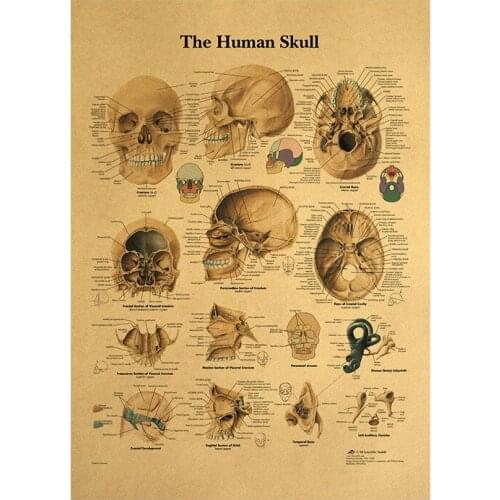 Human body illustration-skull retro poster with kraft paper classroom decoration painting in museum