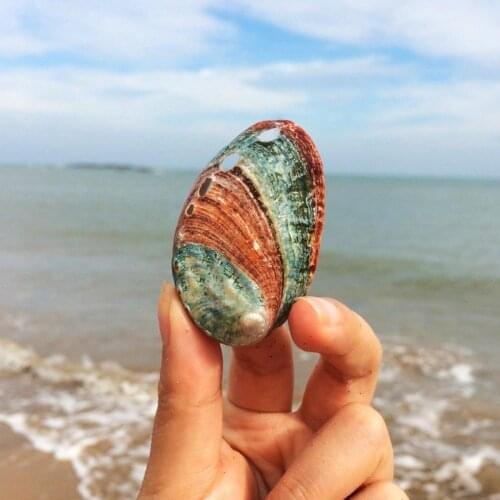 4-5cm Natural Color Abalone Shell Aquarium Landscaping Ornaments Screw Snail Fish Tank Landscaping Decoration Conch Shells Gifts