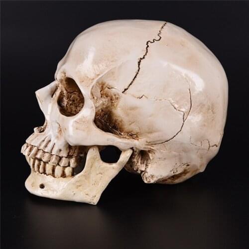Skull mold Medical Model Lifesize 1:1 Halloween Home Decoration Decorative Craft Skull