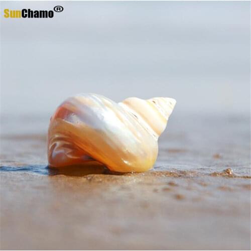 Natural Shell Conch Boutique Nightlight Snail Hermit Crab Roll Shellfish Shell Fish Tank Decoration Crafts Starfishes Specimens