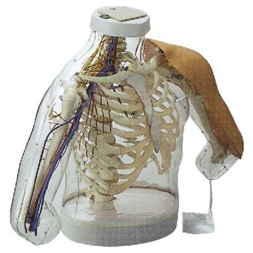 Upper-arm Lntramuscular Lnjection And Comparison Simulator (With Alarm System) BIX-H30 WBW145