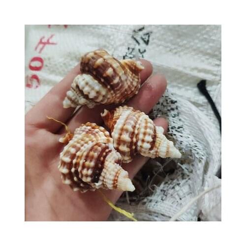 5-6cm Rare species of conch shells, window decorations, fish tank landscaping, twisted conch specimens