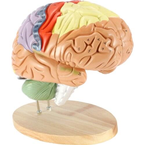 4 parts Human Brain 2 Times Life Size Anatomy Model Neuroscience Teaching with Labels Model for Learning Science Classroom