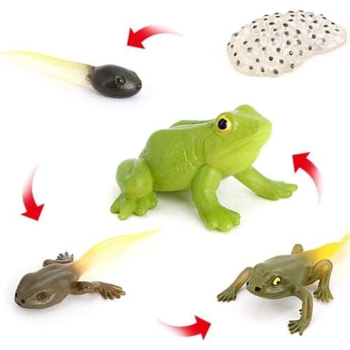 Simulation Animal Insect Growth Cycle Frog Life Stage Model Figures Toy for Children Childhood Education Supplies