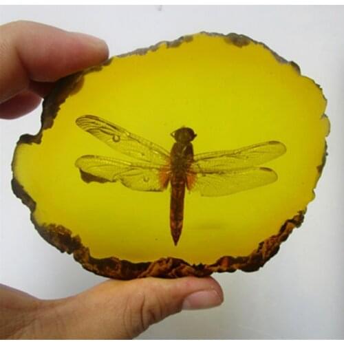 Rare Collection Chinese Beautiful Amber Dragonfly Fossil Insects Manual Polishing Exquisite Gift