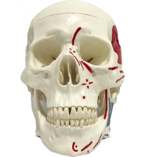 Medical Adult Realistic Skull Model Color Skull Skeleton Teaching Tool Removable Dental Appliances Medical Demonstration Props