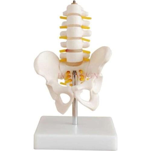 Pelvis model Small pelvic belt Five-section lumbar vertebra joint model Skeleton nerve structure Hip patella Coccyx