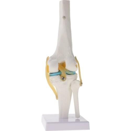 1: 1 Human Knee Articulated Skeleton Model Medical Anatomical Model for School Teaching Tool Learning Display Lab Supplies