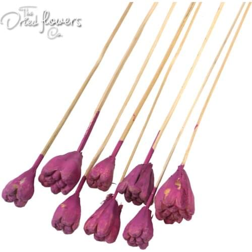 8PCS/Package Tropical Jack Seed Stick Gold Ecru Gold Ecru Blue Dried Flower Wedding Decor Home Decor Dried Grass Preserved 3-4cm