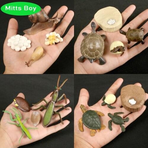 New Hot Simulation Ocean Animal Insect Model Mini Animal Snails Frog Sea Turtle Growth Cycle Ornaments Cognitive Educational Toy