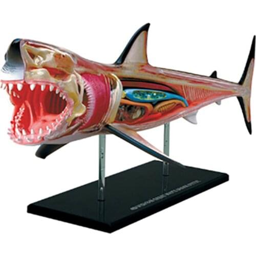 4D Shark Intelligence Assembling Toy Animal Organ Anatomy Model Medical Teaching DIY Popular Science Appliances