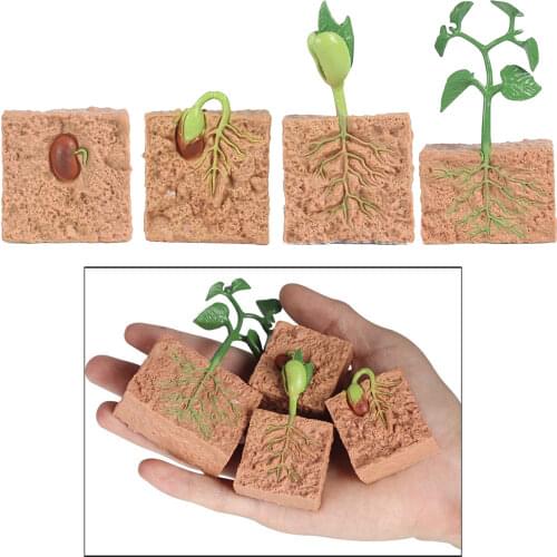 Kids Plant Seeds Growth Life Cycle Playset Cognitive Toys Teaching Aids