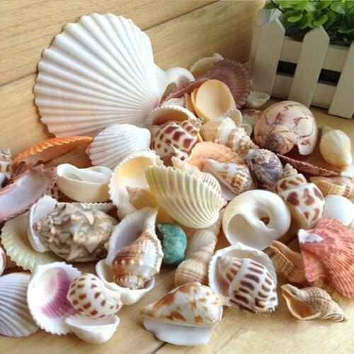 Sea Beach Shells Mixed Fish Tank Aquarium Landscape Decoration Real Shell Fish Ornament Decor Random Color