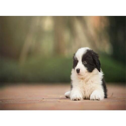 Animal Dog Dachshund DIY Cross Stitch Embroidery 11CT Kits Needlework Craft Set Cotton Thread Printed Canvas Home Sell