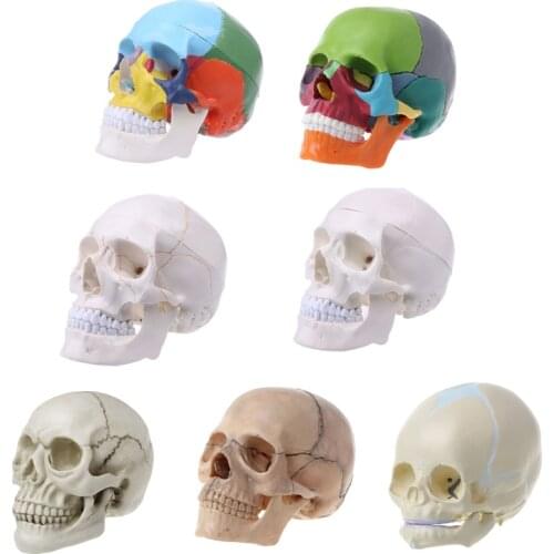 15pcs/set 4D Disassembled Color Skull Anatomical Model Detachable Medical Teaching Tool