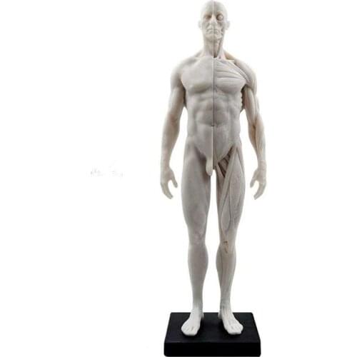 30cm Human Anatomical Model Anatomy Skeleton Muscle Skull Bone Medical Artist Drawing Manikin Articulated Mannequin