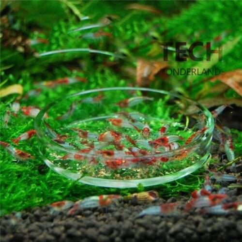 NEW Aquarium Crystal shrimp glass feeder Ornamental snail Feeding basin The Pacific pot