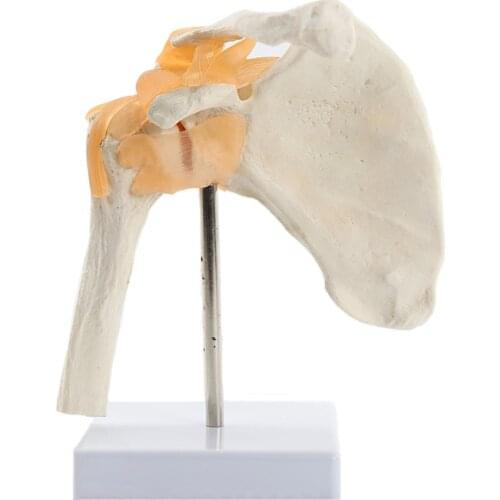 Human Functional Shoulder Joint Anatomy Model Medical Science Teaching Resources Dropshipping