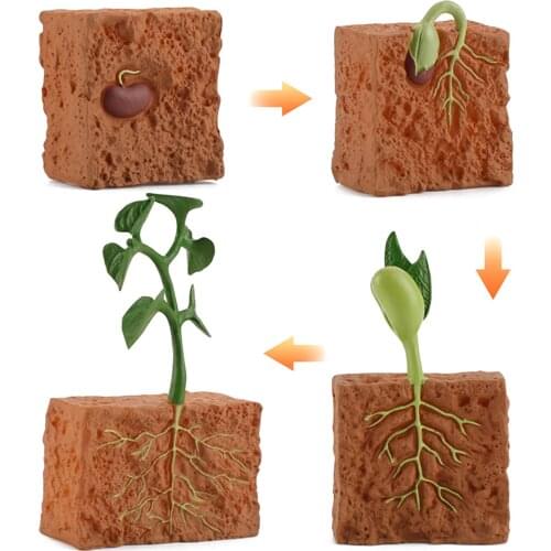 4Pcs Seed Toy Simulation Educational PVC Plant Growth Cycle Model for Home Parent-child Outdoor Interactive Educational Game Toy