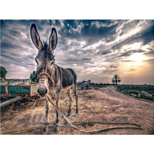 5D DIY Diamond Embroidery Donkey Full Square Round Diamond Painting Animals Pictures Of Rhinestones Mosaic Art Room Decor DF261