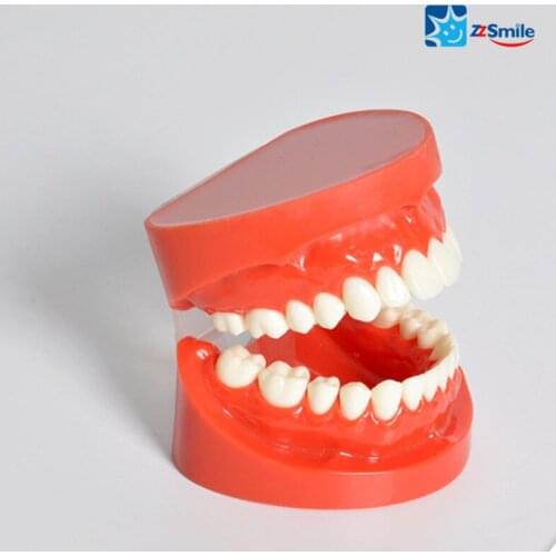Standard Natural Size Teeth Model Teach Study/Tooth Model M7004R