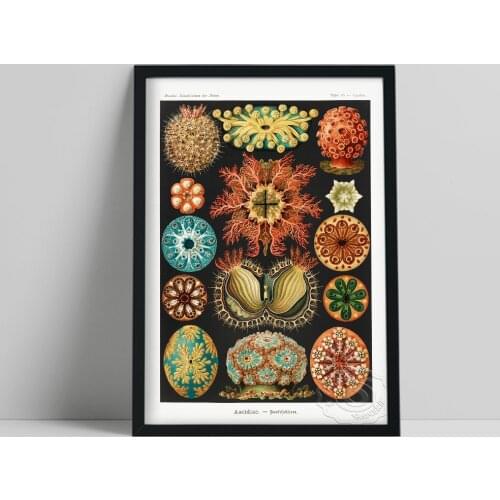 Ernst Haeckel Art Forms In Nature Coloring Book Poster, Marine Organism Sea Squirts Color Wall Art, Haeckel Animal Wall Stickers