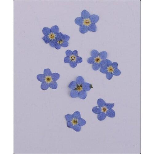 20pcs/set Pressed Real Dried Flowers Forget Me Not For Resin Ornament Making