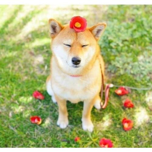 LIPHISFUN Full Drill Diamond Painting Handmade Cross Stitch Embroidery Square/round DIY Yellow Dog Animal