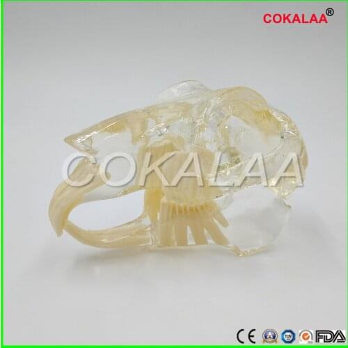 Teaching Dental Teeth Model rabbit Model Catamount rabbits teeth Dentition Model