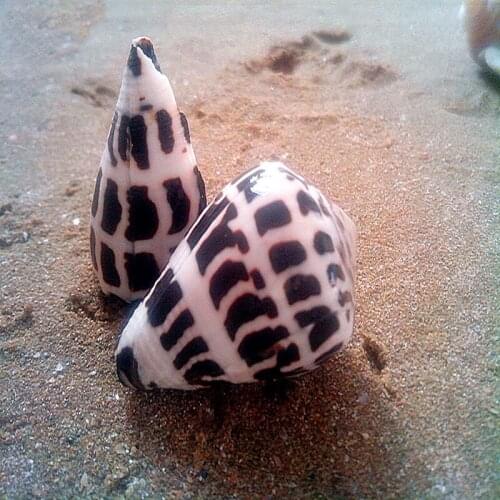 5 PCS/LOT New style home/wedding/party decoration natural conch shell aquarium decoration boutique spot zebra Conus point