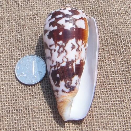 Natural black flower conch around 7-8cm, conch shell, starfish, fish tank platform, wedding gift decoration