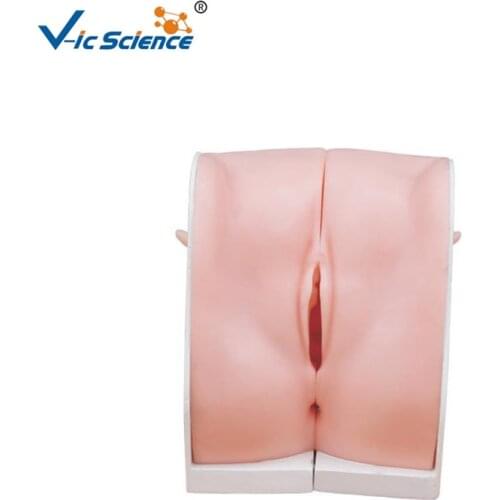 Female Contraception Guidance Model Gynecological educational teaching model