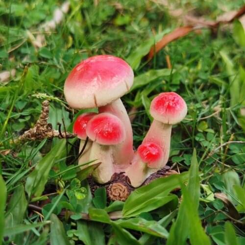Super mini bright red mushroom cultivation potted microlandscape garden decorative flowerpot ornaments lovely
