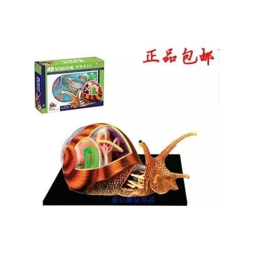4D MASTER Puzzle assembly Snail Anatomy Assembled model 22*16*9.5cm free shipping
