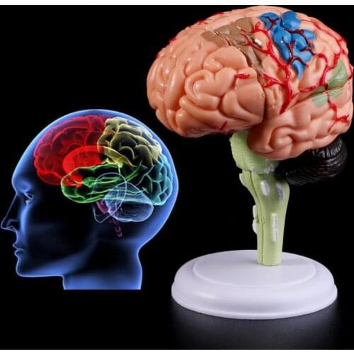 4D Disassembled Anatomical Brain Model Anatomy Medical Teaching Tool Statues Sculptures Medical School Use