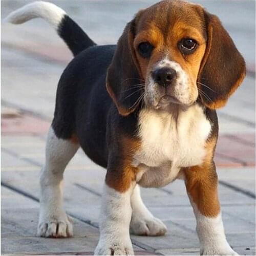 Animal Dog Beagle DIY Cross Stitch Embroidery 11CT Kits Needlework Craft Set Cotton Thread Printed Canvas Home Wholesale