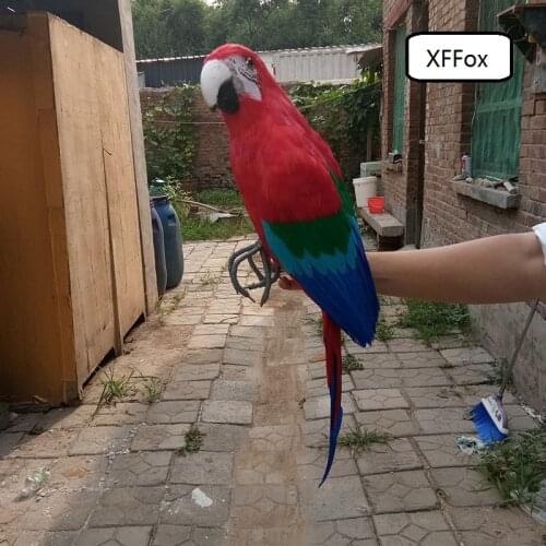 Big real life parrot model foam&feather simulation Macaw bird gift about 60cm xf0216