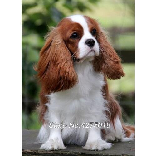Diy Diamond Painting Cross Stitch Cavalier King Charles Spaniel Dog 5D Mosaic Set Unfinished Decor Full Diamond Embroidery YG180