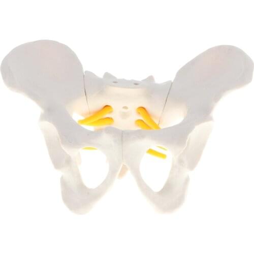 Anatomy Teaching Model - Small Size Female Pelvis Skeleton Model, School Teaching Aid School Teaching Display Lab Supplies
